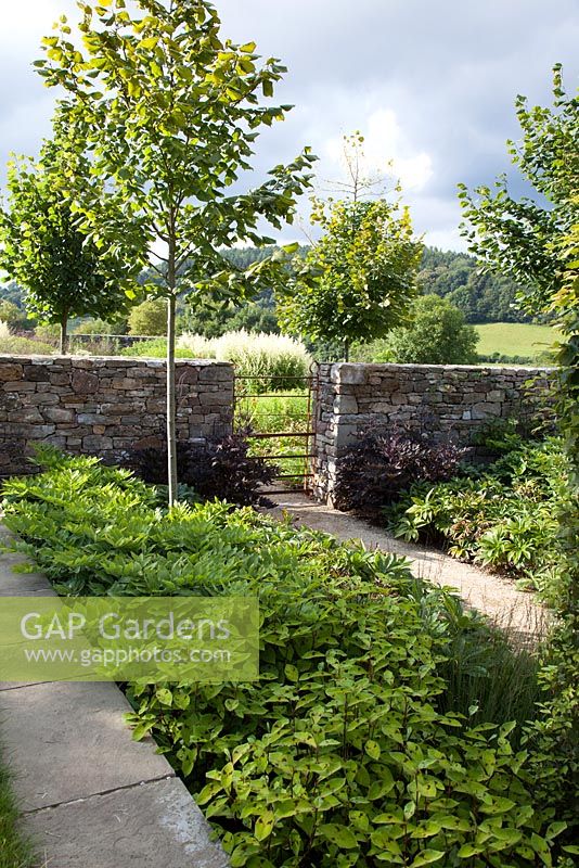 Contemporary garden with decorative iron gate in a dry stone wall, with Actea simplex 'Brunette' and Persicaria filiforme