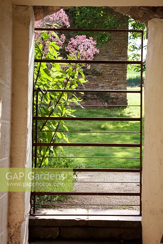 Views through the old stable block, with sunlight through a rusty iron gate, with Eupatorium maculatum Atropurpureum Group 'Orchard Dene' flowering in August