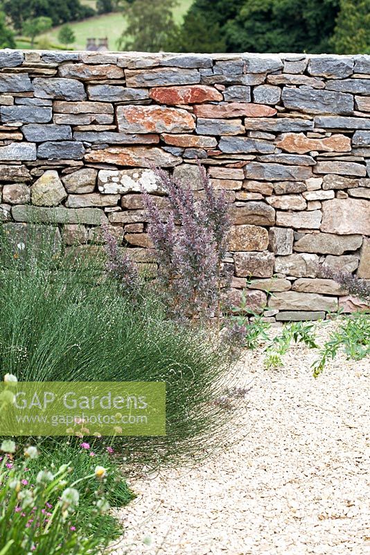 Dry stone wall garden with Leptospermum 'Silver Sheen', Polygonum scoparium planted in gravel in Summer