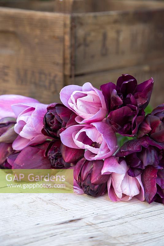 Bouquet of Tulipa 'Ronaldo', 'Black Hero' and 'Violet Beauty' on a table