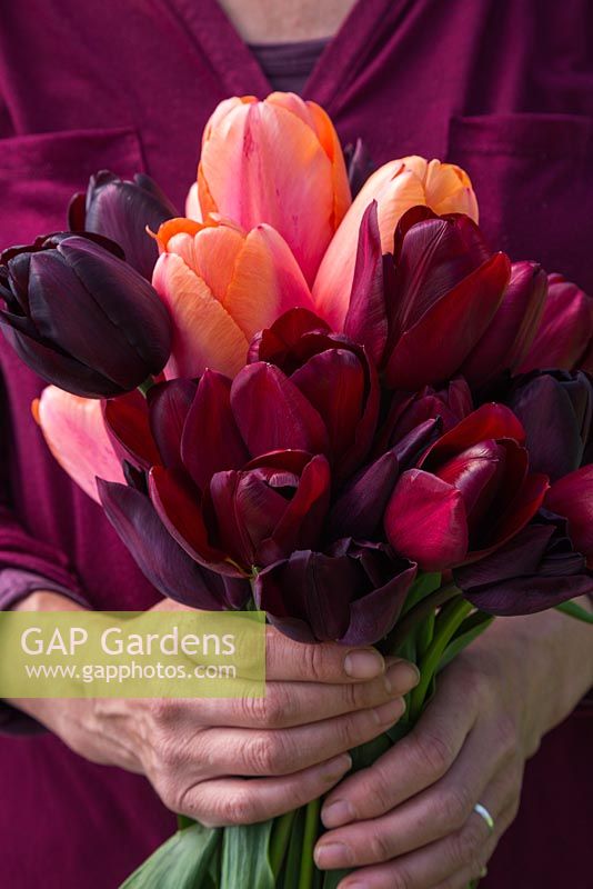 Woman holding bouquet of Tulipa 'Jan Reus', Tulip 'Apricot Impression', Tulip 'Havran', Tulip 'National Velvet' and Tulipa 'Cafe Noir'