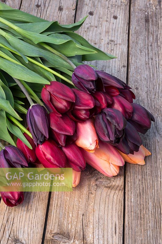 Bouquet of Tulipa 'Jan Reus', Tulip 'Apricot Impression', Tulip 'Havran', Tulip 'National Velvet' and Tulipa 'Cafe Noir' on a table