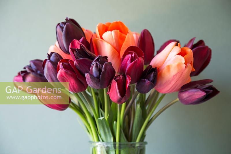 Tulipa 'Jan Reus', Tulip 'Apricot Impression', Tulip 'Havran', Tulip 'National Velvet' and Tulipa 'Cafe Noir' in glass vase