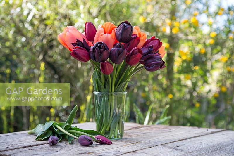 Tulipa 'Jan Reus', Tulip 'Apricot Impression', Tulip 'Havran', Tulip 'National Velvet' and Tulipa 'Cafe Noir' in glass vase with view to garden