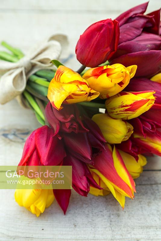 Bouquet of Tulipa 'National Velvet, 'Synaeda King', 'Olympic Flame' and 'Lasting Love' on table