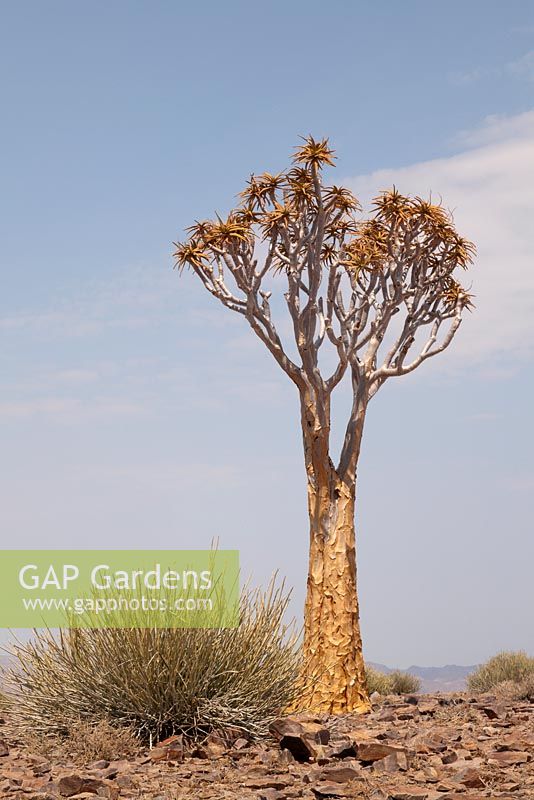 Aloe dichotoma in natural setting - Quiver tree 