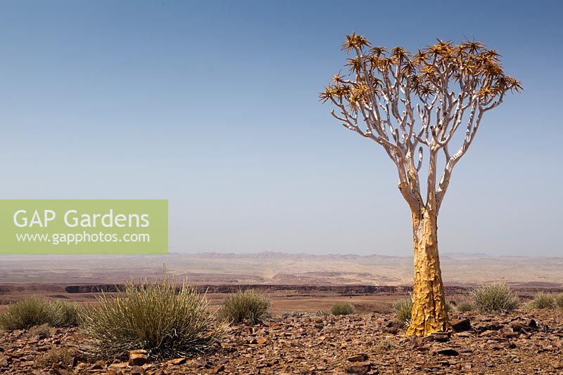 Aloe dichotoma in natural setting - Quiver tree

