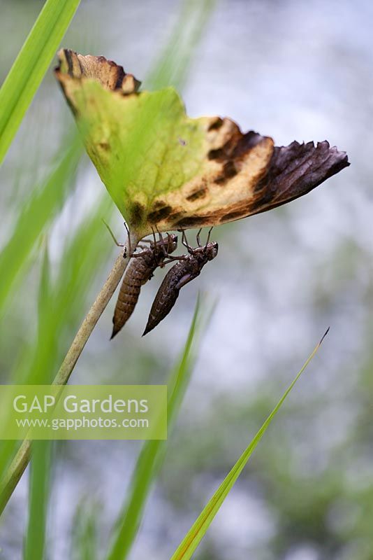 Empty skins of newly emerged dragonflies on pond plant stem