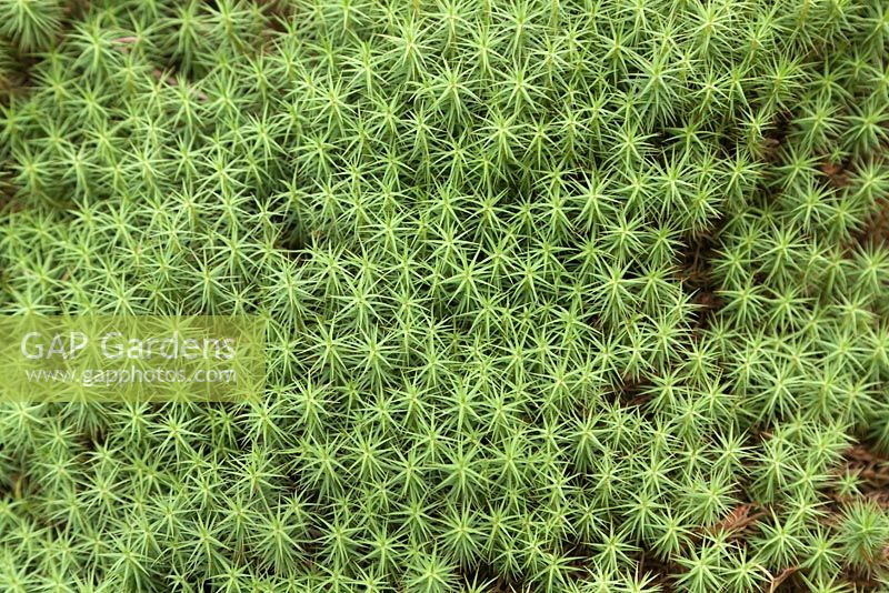 Polytrichum - haircap moss - August