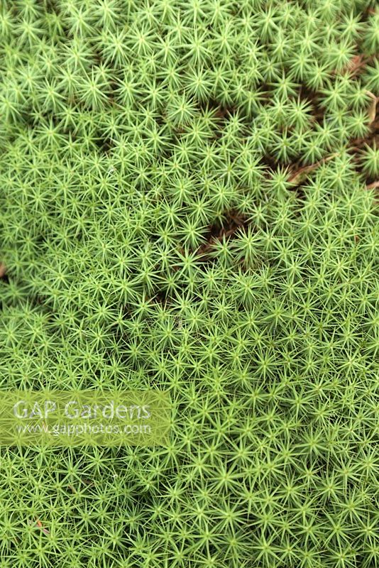 Polytrichum - haircap moss - August