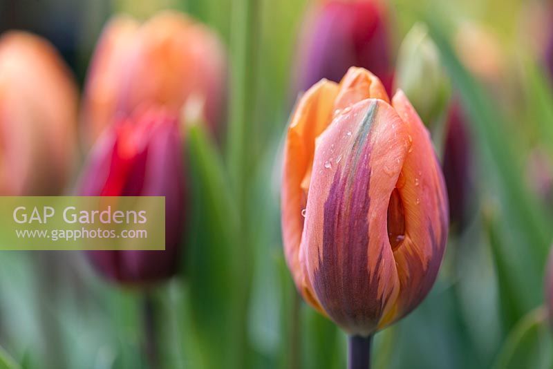 Tulipa 'Princes Irene' and 'Couleur Cardinal' - April

