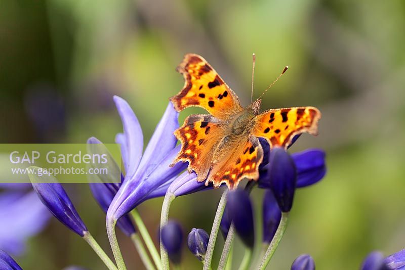 Polygonia c-album - comma butterfly on Agapanthus 'Northern Star' - african lily

