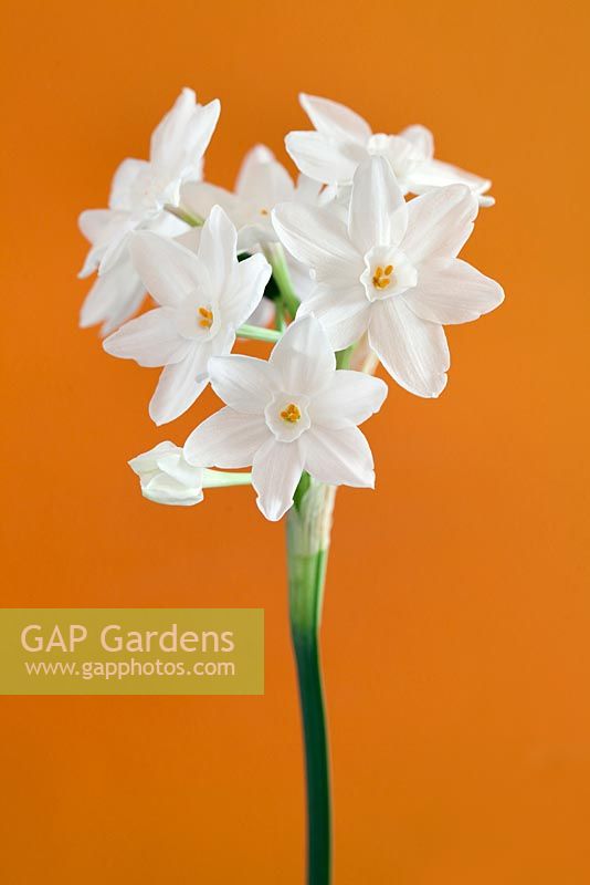Narcissus papyraceus 'Paperwhite' plants against orange wall
