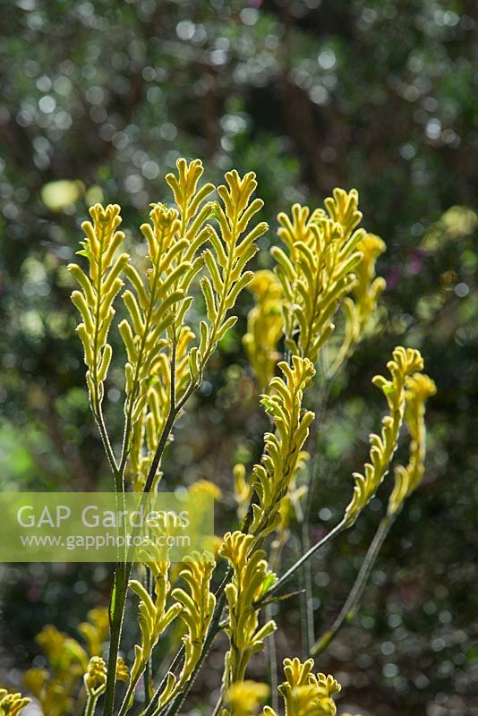 Anigozantho 'Bush Bonanza', Kangaroo Paw, tall golden yellow velvety flowers on long stems.
