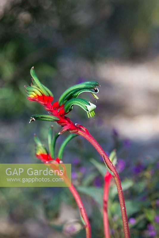 Anigozanthos manglesii, red and green kangaroo paw, flowers red, green and yellow, held on red furry stems.