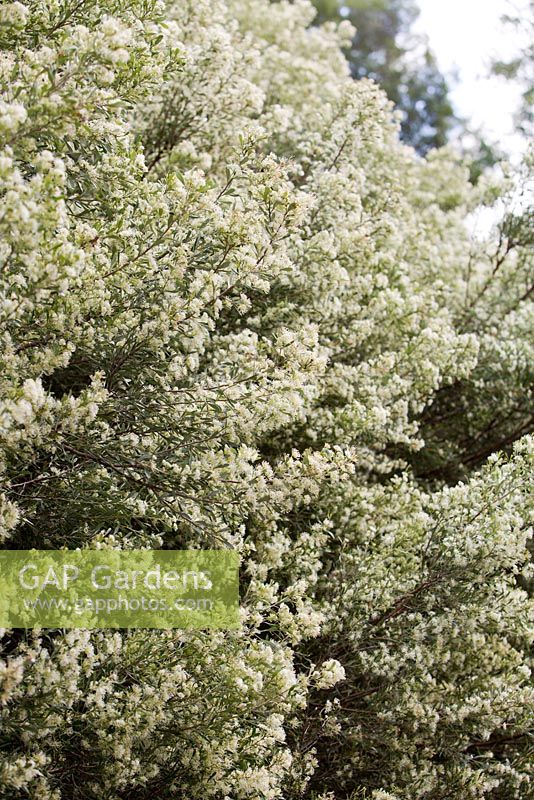 Grevillea argyrophylla, Silvery-leaved grevillea