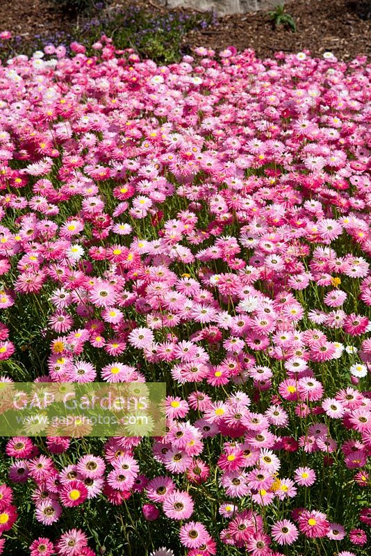 Rhodanthe chlorocephala ssp. rosea, rosy sunray, daisy like flowers ranging in colours from white to dark pink.