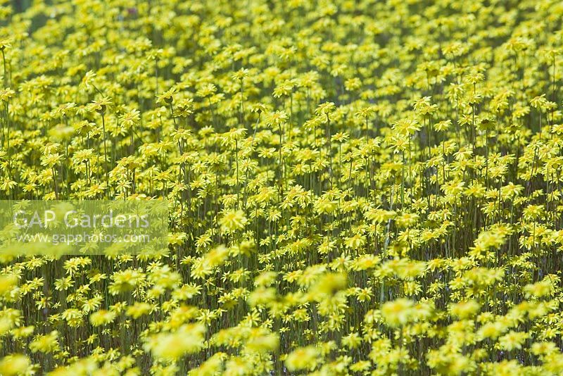 Schoenia filifolia subspecies subulifolia, Showy everlasting, bright yellow daisy like flowers