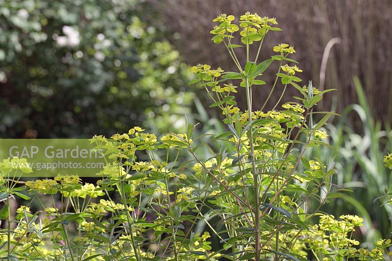 Euphorbia cornigera - milkweeds 