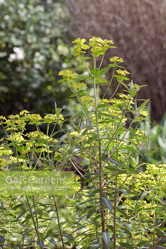 Euphorbia cornigera - milkweeds