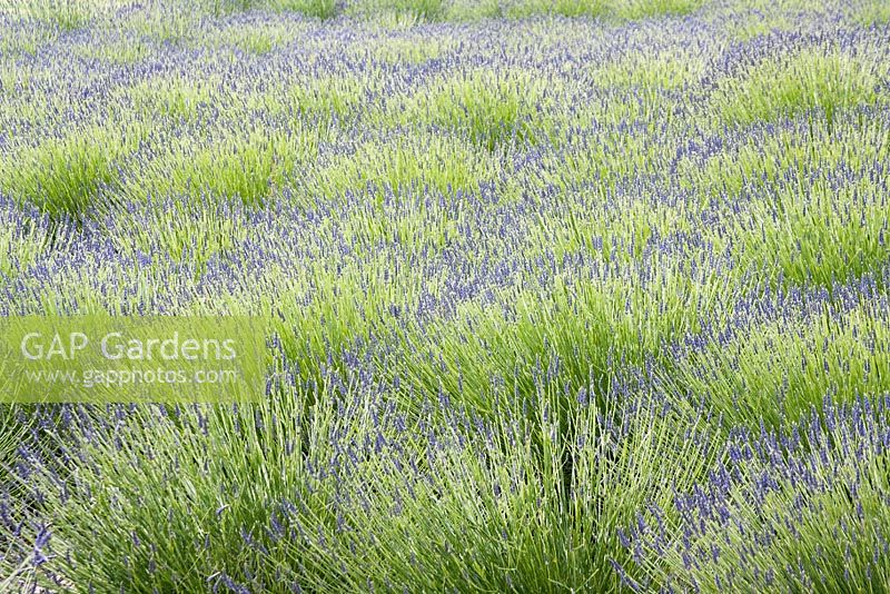 Lavandula x intermedia 'Grosso' - lavender