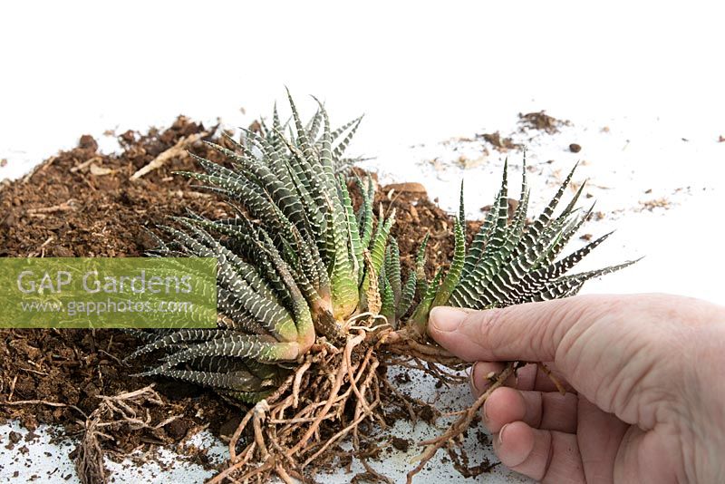 Separate plantlets of haworthia fasciata and pot on in individual pots