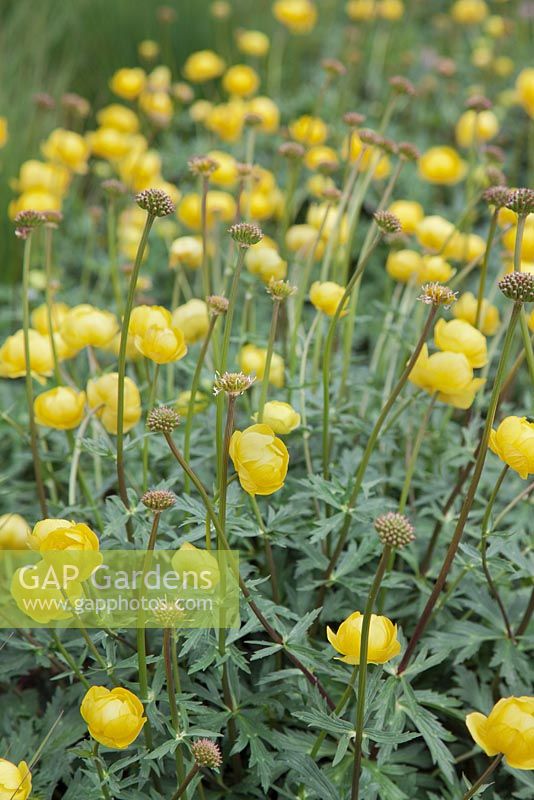 Trollius x cultorum 'Goldquelle' - globeflower 