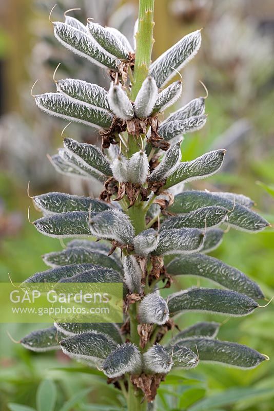 Lupinus 'The Govenor' seed pods of lupins 