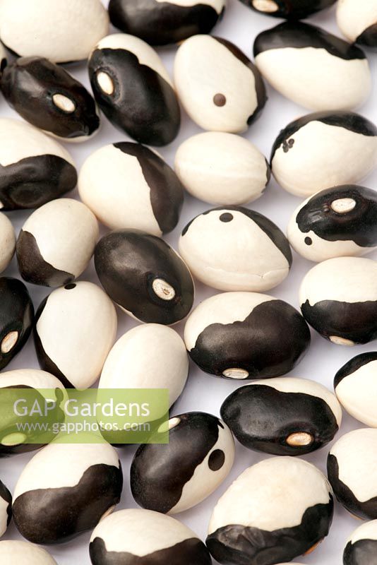 Phaseolus vulgaris 'Yin Yang' beans on white background