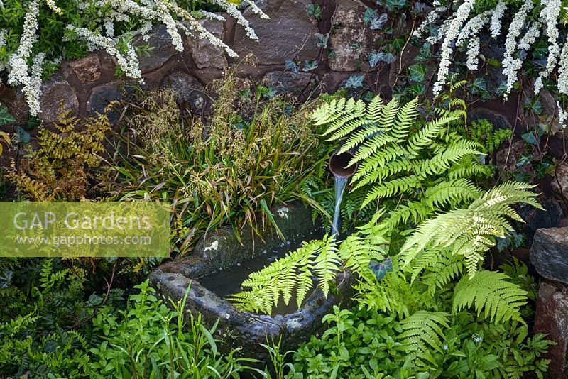 A stone water-feature surrounded with Spiraea 'Grefsheim', Luzula - Wood Rush and Dryopteris, Polystichum and Polypodium ferns. The Water Spout Garden, RHS Malvern Spring Festival 2016. Best Festival Garden. Silver Gilt. Design: Christian Dowle
