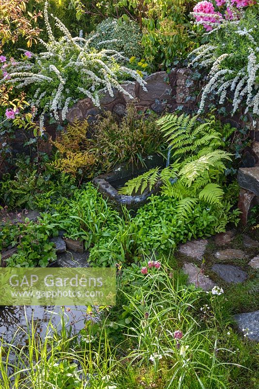 A water-feature surrounded with Spiraea 'Grefsheim', Luzula - Wood Rush and ferns. The Water Spout Garden, RHS Malvern Spring Festival 2016. Best Festival Garden. Silver Gilt. Design: Christian Dowle
