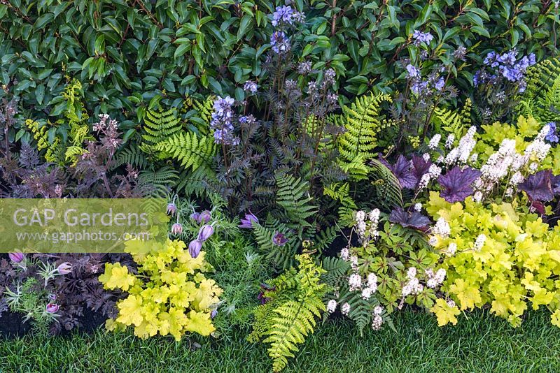 Mixed planting of Tiarella 'Sugar and Spice', Heuchera 'Lime Marmalade' and 'Frosted Violet', Polemonium 'Heaven Scent' and Dryopteris wallichiana fern -Hidden Gems of Worcestershire, RHS Malvern Spring Festival 2016. Design: Nikki Hollier. Silver, Best Festival Garden. Design: Peter Dowle and Richard Jasper, Howle Hill Nursery
