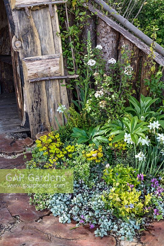 White Daffodils, Lamium, Helleborus, Euonymus and Viburnum. The Woodcutter's Garden, RHS Malvern Spring Festival 2016. Design: Mark Walker