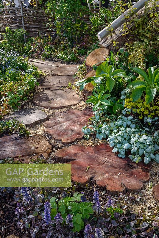 Stepping Stones made of tree trunks  edged with Helleborus, Lamium and Ajuga. The Woodcutter's Garden, RHS Malvern Spring Festival 2016. Design: Mark Walker