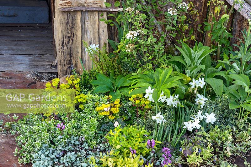 White Daffodils, Lamium, Helleborus, Euonymus, Euphorbia and Viburnum. The Woodcutter's Garden, RHS Malvern Spring Festival 2016. Design: Mark Walker