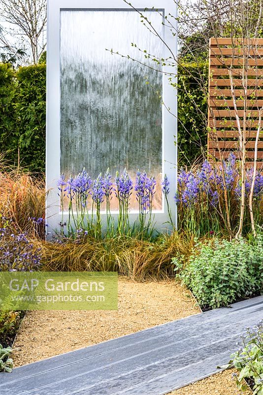 Camassia cusickki against a see-through panel water feature - The Low Line, RHS Malvern Spring Festival 2016  Design: Jamie Langlands