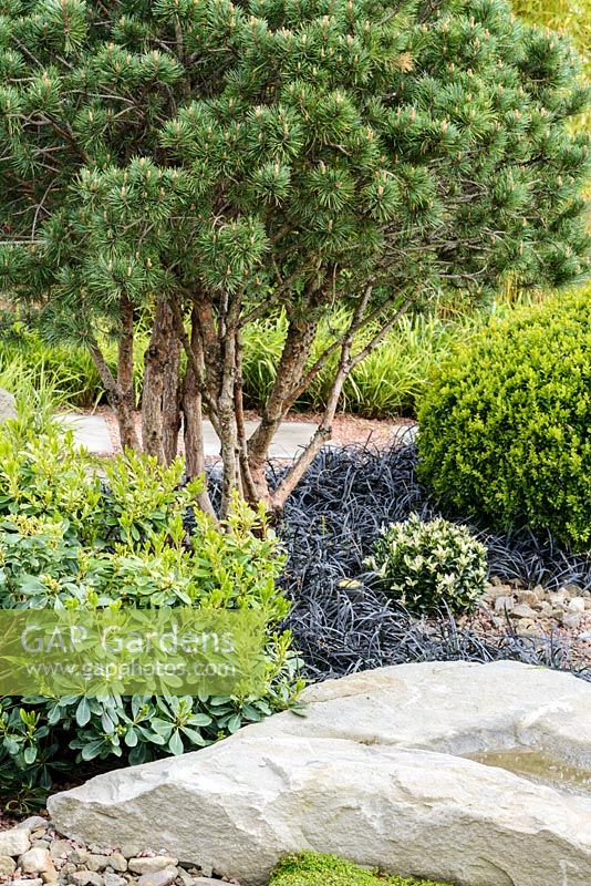 Multistem Pinus sylvestris ' underplanted with Ophiopogon and clipped Buxus sempervirens. A Japanese Reflection, RHS Malvern Spring Festival 2016. Design: Peter Dowle and Richard Jasper, Howle Hill Nursery