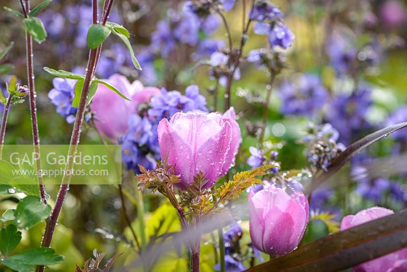 Tulipa 'Pink Diamond' with Polemonium 'Heaven Scent' in Hidden Gems of Worcestershire, RHS Malvern Spring Festival 2016. 