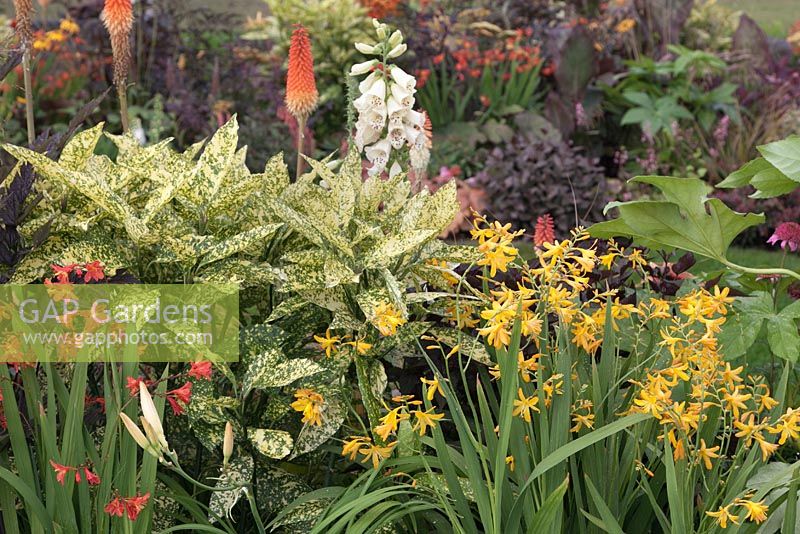 Aucuba japonica and fatsia in a border with hot coloured perennials. Chocolate Orange Garden, RHS Tatton Flower Show 2011, Cheshire