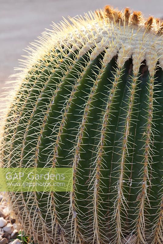 Echinocactus grusonii - golden barrel cactus