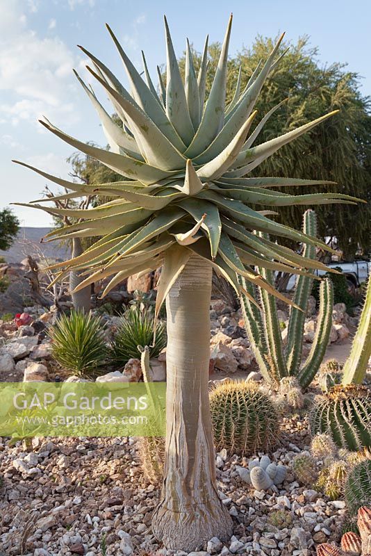 Aloe dichotoma in cactus garden - quiver tree