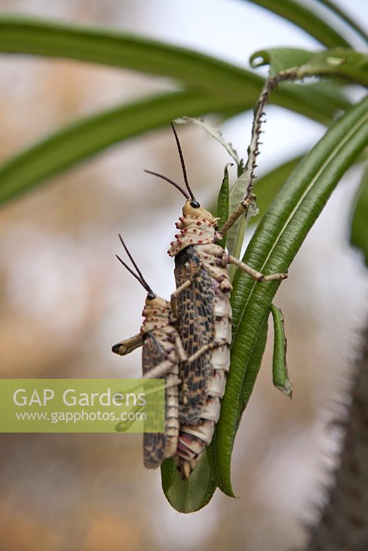 Male and female locusts on leaf in garden