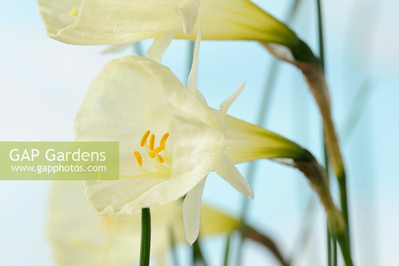 Narcissus 'Spoirot' AGM - Hoop petticoat daffodil, Div 10 Bulbocodium