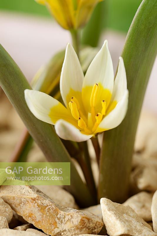 Tulipa biflora 'Maxima' - Two-flowered tulip  Miscellaneous group.