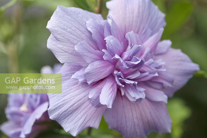 Hibiscus syriacus 'Blue Chiffon' - rose of sharon

