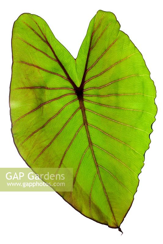 Colocasia esculenta 'Black Magic' leaf 