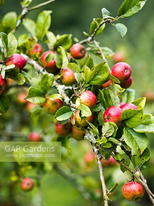 Malus 'Brown's Apple' - a cider variety