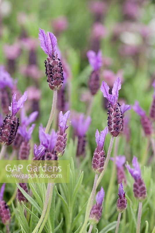 Lavandula stoechas 'Papillon' - lavender