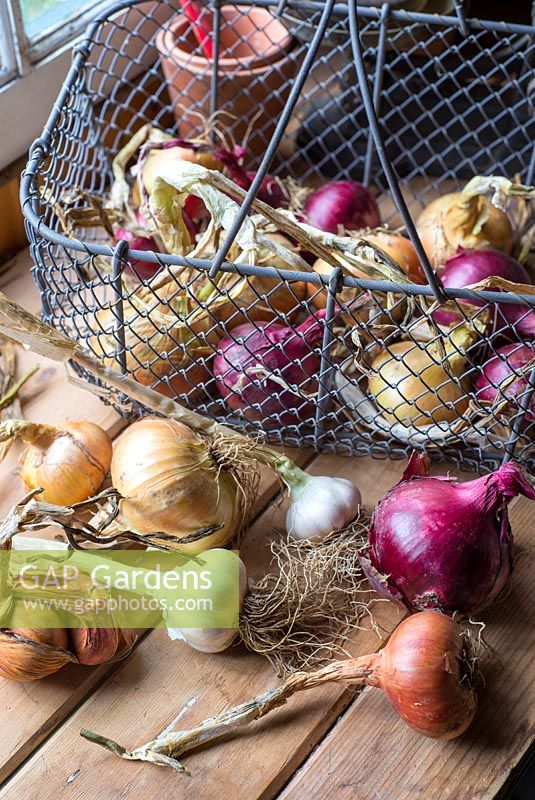 Selection of garden produce, garlic - 'Cristo', Onion 'Red Baron', Onion 'Stuttgarter' and Shallot 'Red Sun'.