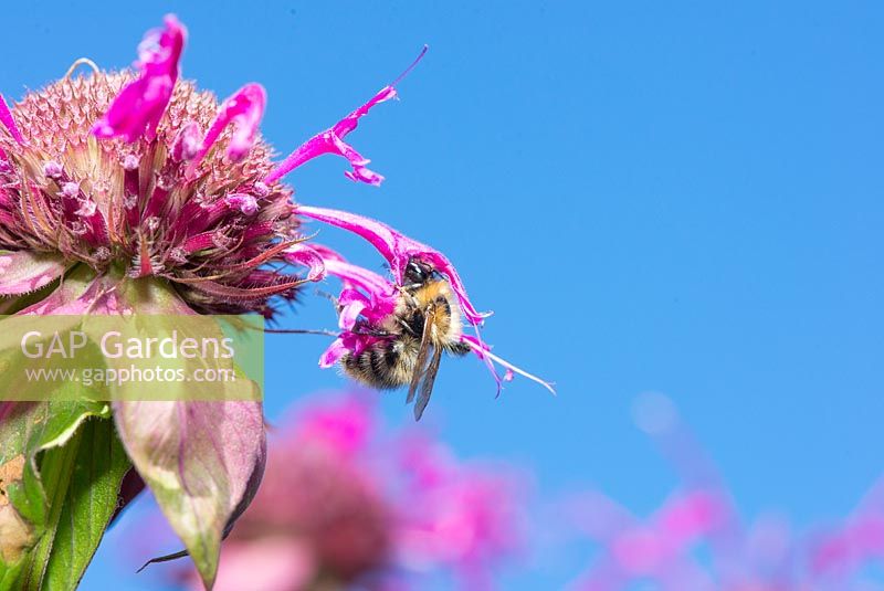Bombus terrestris, the buff-tailed bumblebee feeding on monarda - bergamot 'On Parade' flowers

